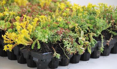 Cover image for Sempergreen Nordics Sedumtray