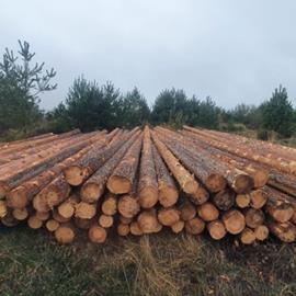 Cover image for Pinus sylvestris roundwood