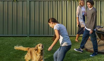 Cover image for  COLORBOND® steel for fencing (posts and rails) - Z275 - BMT 0.80