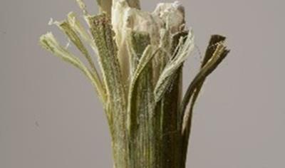 Cover image for Ekolution® - Industrial hemp farming, decorticitation and refining