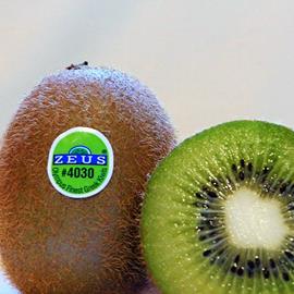 Cover image for ZEUS Kiwifruit