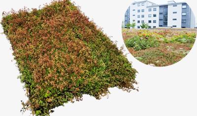 Cover image for Extensive Green Roof Vegetation Mat: Veg Tech Sedummatta med biokol