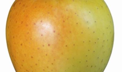 Cover image for Italian apples