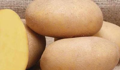 Cover image for Seed Potato (G2 Class)