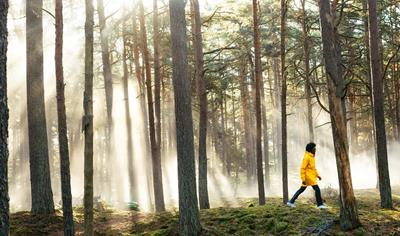 Cover image for Ecophon Master E, Carbon Low