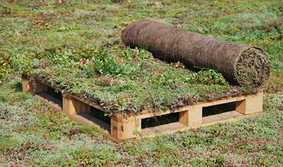 Cover image for Sempergreen Sedum-Mix Blanket