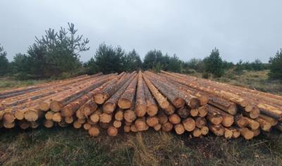Cover image for Pinus sylvestris roundwood