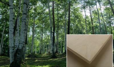 Cover image for Hardwood General Plywood (Shirakaba Plywood)