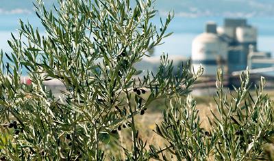 Cover image for CEM II/B-M (S-LL) 42,5N Sv. Kajo