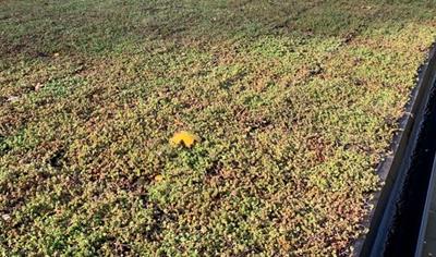 Cover image for Extensive Green Roof System: Veg Tech Sedumbakker med biokul