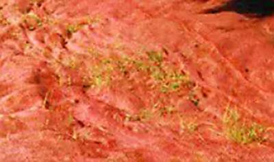 Cover image for PLURIMA bi-oriented net for constructions