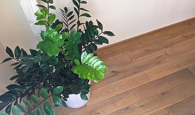 Cover image for Morava Wood solid oak floor