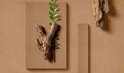 Cover image for Fibrapan Bio  FINANCIERA MADERERA S.A. FINSA