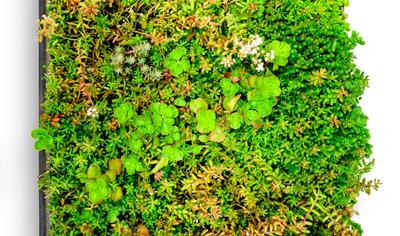 Cover image for Sempergreen MGT Green Roof Tile