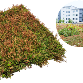 Cover image for Extensive Green Roof Vegetation Mat: Veg Tech Sedummatta med biokol