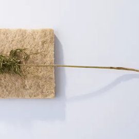 Cover image for Ekolution® - Industrial hemp farming, decorticitation and refining