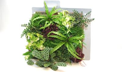 Cover image for Sempergreenwall